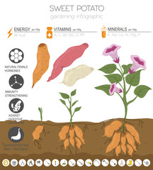 Sweet potato beneficial features graphic template. Gardening, farming infographic, how it grows. Flat style design