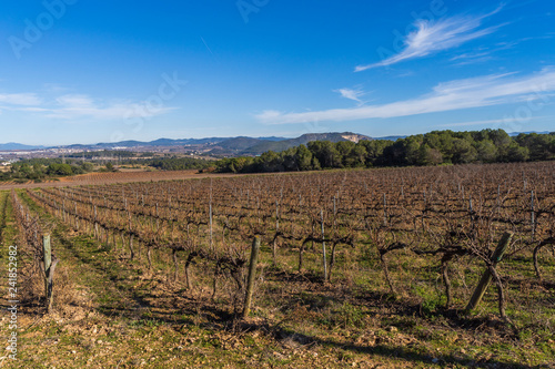 Fotografía Landscape with vineyards in Penedes wine region,Catalonia