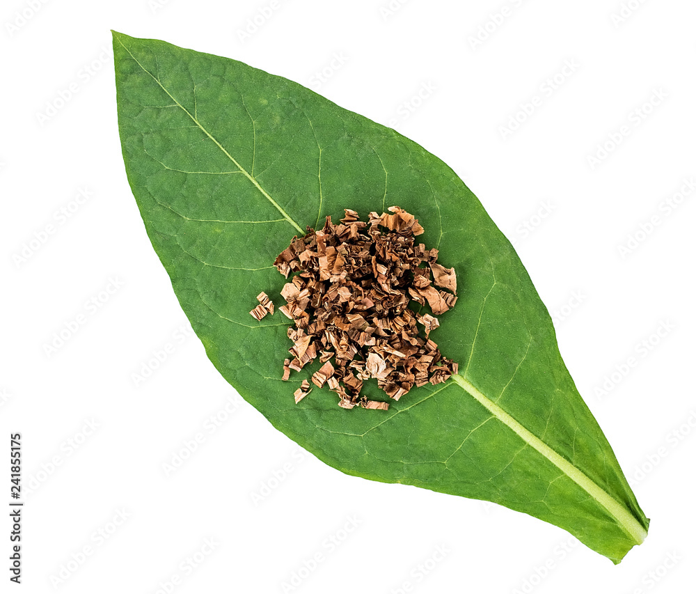 pictures of rabbit tobacco Rabbit Tobacco—Pseudognaphalium obtusifolium—also Sweet Everlasting, Life  Everlasting, and Walker of Worlds. Rabbit tobacco grows in the fields of  Alabama. Its main medicinal property—the gift to us humanfolk—is  EXPECTORANT, which suits it well