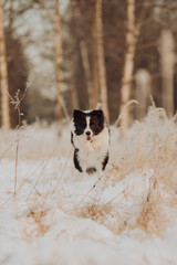 Wall Mural - Young Female black and white Border Collie running In Snow During Sunset. winter forest on background