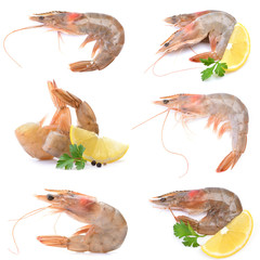 Wall Mural - Shrimps on a white background