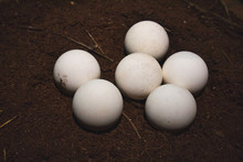 Close-up Of A Group Of White, Round Turtle Eggs On Soil