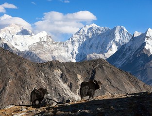 Wall Mural - yak, group of two yaks on the way to Everest base camp