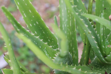 Poster - Aloe for herb Close up