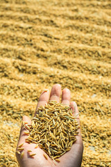 Hand holding golden yellow paddy