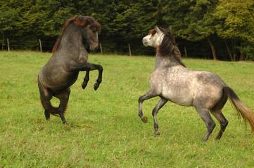 young horses playing in the wild