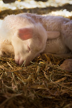 A Newborn Lamb Sleeps On A Bed Of Hay