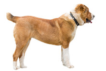 Red Rusty Caucasian Shepherd Dog Profile Isolated On White Background