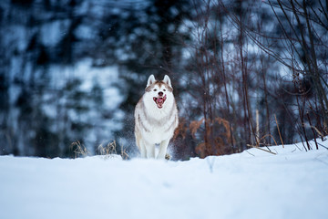 Crazy and funny beige and white dog breed siberian husky running on the snow path in the winter forest