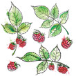 Hand drawn raspberry colored sketch, watercolor