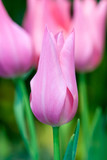 Fototapeta Tulipany - Tulip flower.