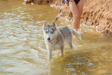 Dog On A Leash. Siberian Husky In The Lake. Pedigree Dog On Nature. Husky For A Walk. Dog In The Water. Bathing The Dog In The Reservoir.