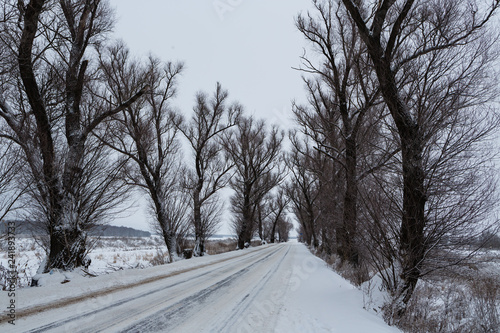 Fotografia Winter view of the old elms and the road