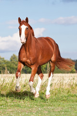 Nice sorrel horse running on the pasture in summer