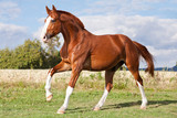Fototapeta Konie - Nice sorrel horse running on the pasture in summer