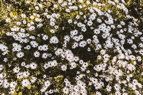 Champs De Petites Fleurs Blanches Buy This Stock Photo And