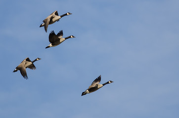 Poster - Four Canada Geese Flying in a Blue Sky