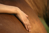 Fototapeta  - hand on horse