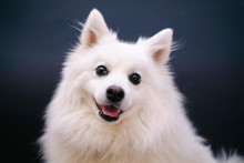 Adorable White Dog Looking Into The Camera