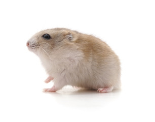 Poster - White little hamster.