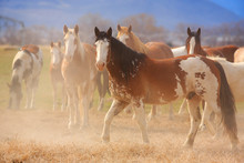 Beautiful Ranch Horses In Utah