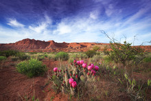 Prickly Pear Cactus Blooms In The Desert Of Southern Utah Near St George