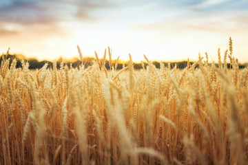 Wall Mural - Wheat in sunset