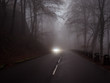 road with fog between trees and lights of a car in the background