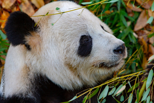 Fotografia, Obraz Close-Up of a Panda at the National Zoo