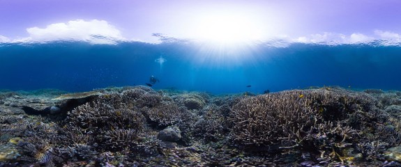 Wall Mural - Diver on extremely healthy reef in Indonesia