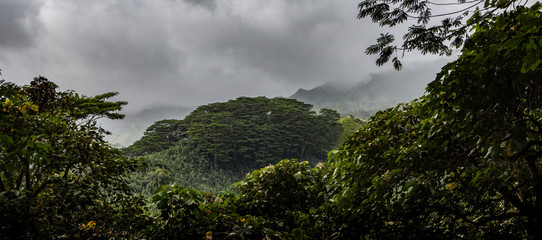 Wall Mural - Tropical Kauai Rainforest Panorama