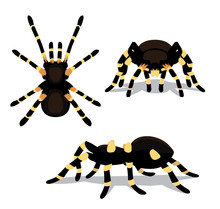 Spider Tarantula Cartoon Poses Vector Illustration