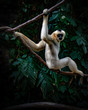 Gibbon Monkey