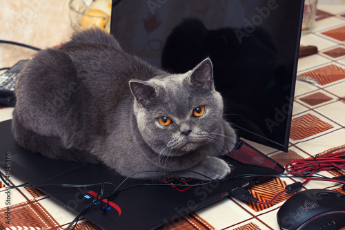 British Shorthair Cat Sitting On A Laptop Buy This Stock Photo