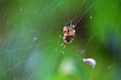 © Akarat - spider on web