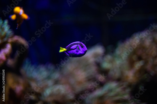 Fotografie, Tablou Fish surgeon reflection floating in the aquarium