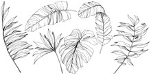 Vector Exotic Tropical Hawaiian Summer. Black And White Engraved Ink Art. Isolated Leaf Illustration Element.