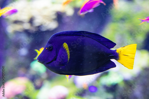 Fotografie, Tablou Fish surgeon reflection floating in the aquarium