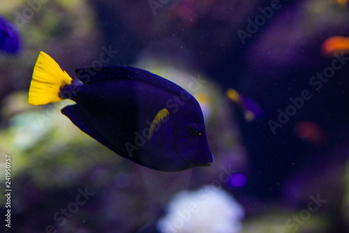 Fotografie, Tablou Fish surgeon reflection floating in the aquarium