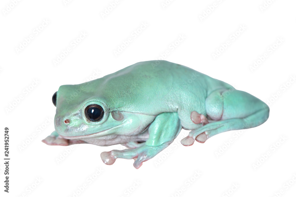 Green tree frog, White's tree frog, or dumpy tree frog (Litoria caerulea) climbing on a white background