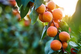 A bunch of ripe apricots branch in sunlight