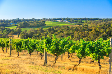 Rows of white grapes in one of many vineyards. Scenic landscape of Wilyabrup in famous Margaret River Wine Region, Western Australia, popular for wine tasting tours. Sunny day with blue sky.