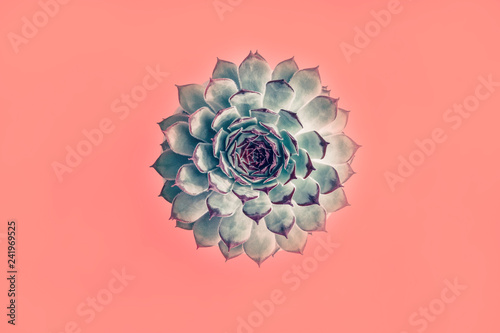 natural-succulent-cactus-on-living-coral-pink-background-top-view-flat-lay