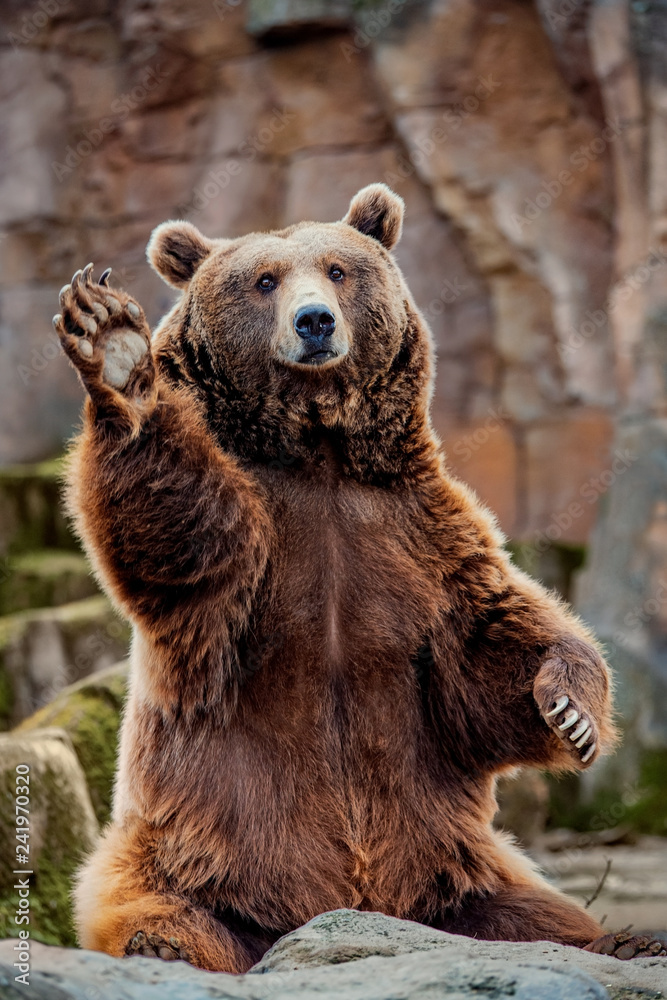 Big bear greeting - obrazy, fototapety, plakaty 