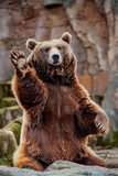 Fototapeta  - Big bear greeting