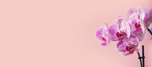 Purple Orchid On Pastel Pink Background. Banner With Copy Space. Spring, Woman Day Concept.