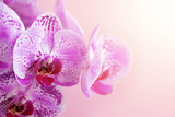 Fototapeta Storczyk - Violet orchid on pink background. Banner with copy space. Spring, woman day concept. Light bokeh effect