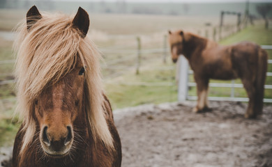 Horses