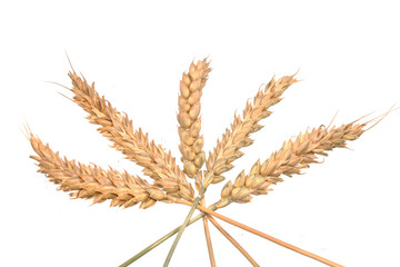 Wall Mural - wheat isolated on black background