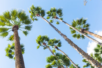 Wall Mural - Group of tall palm trees bottom view